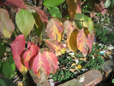 Cornus sibirica_3713.jpeg