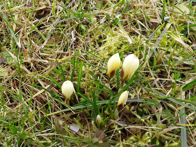 Frühlingskrokusse