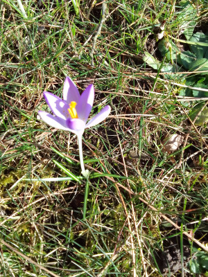 Crocus tommasianus