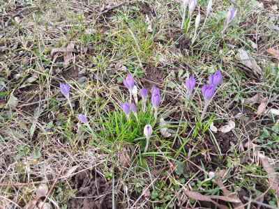 Crocus tommasianus