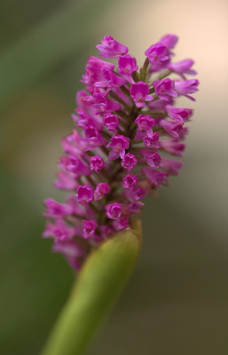 3Q7A0456.jpg