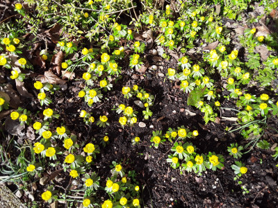 Eranthis hyemalis