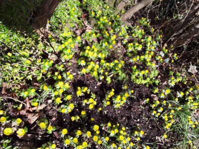 Eranthis hyemalis
