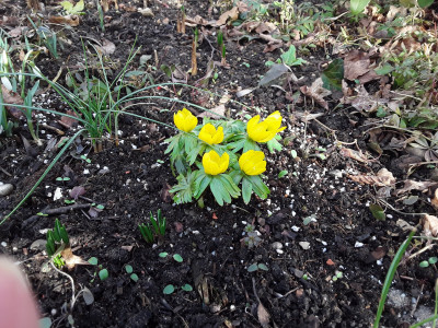 Eranthis hyemalis