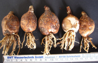 Eucrosia groß .jpg