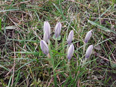 Crocus tommasianus