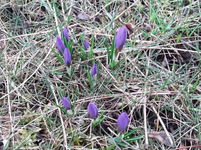Elfenkrokusse