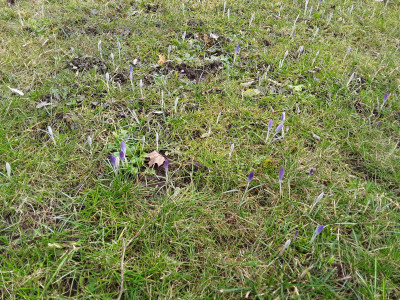 Krokusse bei schlechtem Wetter