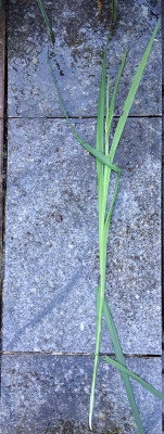 Melasphaerula Monster.jpg