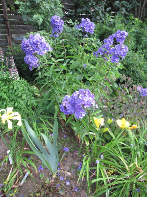 Phlox 'Blauer Morgen'_6067.JPG