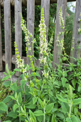 20250603_090516 Stachys recta.jpg