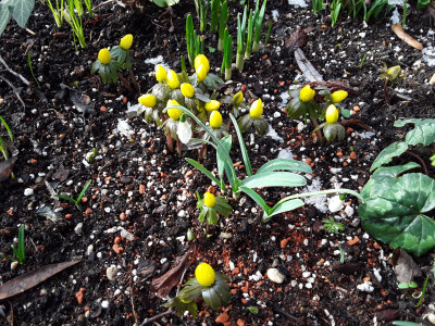 Eranthis und Galanthus