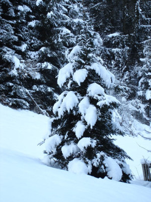 schneefichte.jpg