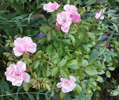 Rose_im_Sommerflieder.jpg