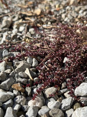 'Bressingham Seedling'