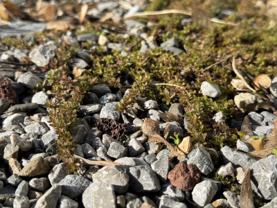 'Magic Carpet'