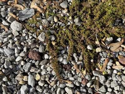 Thymus  'Magic Carpet'