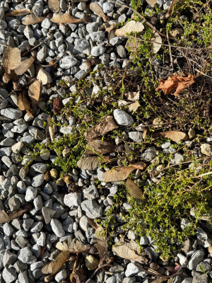 Thymus serpyllum 'Albus'