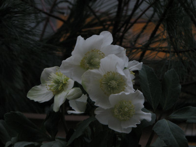 helada2007.jpg