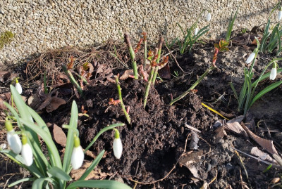 Schneegloeckchen2.jpg