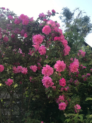 IMG_1337.jpeg