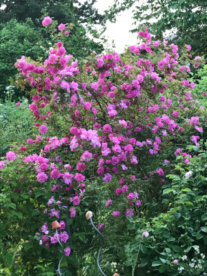 IMG_5613.jpeg