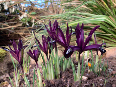 Iris reticulata 'Pauline'