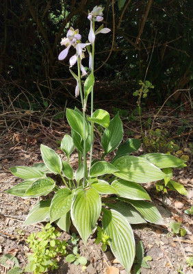 Hosta2.jpg