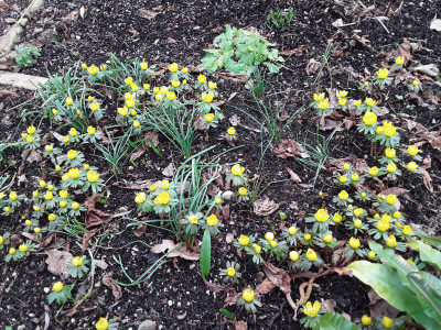 Eranthis hyemalis