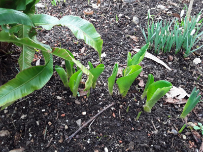 Arum maculatum