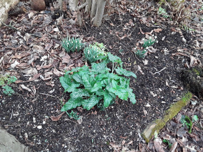 Arum italicum