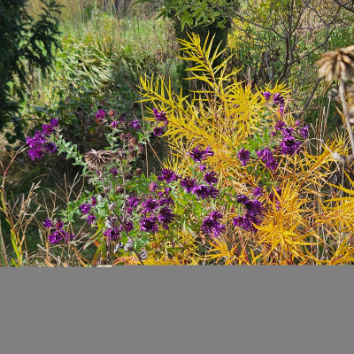 Aster Büchter Nacht Amsonia Hubrichtii 20251007_154434.jpg