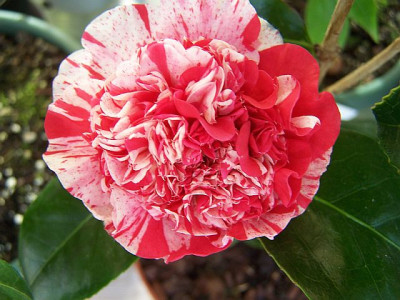 100_1669_Camellia_jap._Little_Bit____640.jpg
