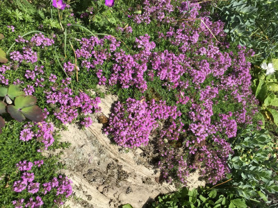 IMG_0859.jpeg