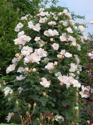 Shropshire_Lass_0011__H_27538.jpg