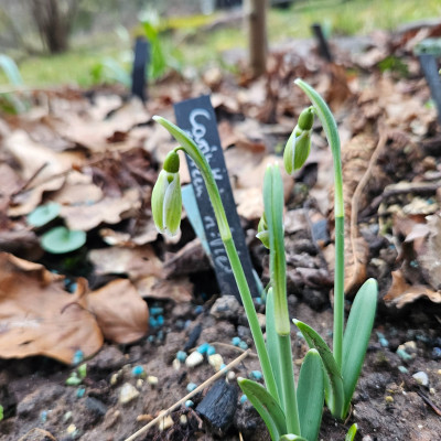 Carinthian Spring x Green Mile 20260215_160923.jpg