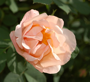 Shropshire_Lass_0013__H_25516_95.jpg