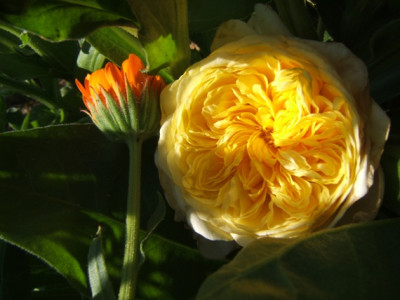 The_Pilgrim_020708.JPG