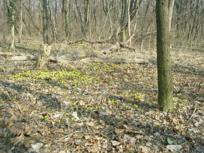 winterlinge1.JPG
