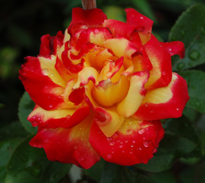 Sieben_Farben_0011__T2_23546.jpg