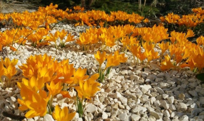 2019-02 Crocus Schotterbeet2.jpg
