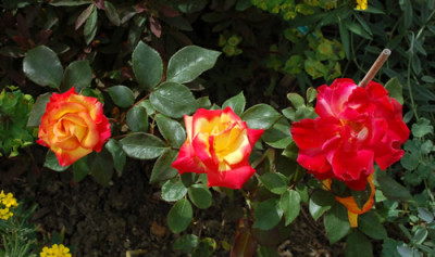Sieben_Farben_0011__T2_24091.jpg