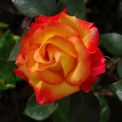 Sieben_Farben_0013__T2_24092.jpg