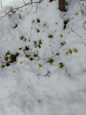 Eranthis im Schnee