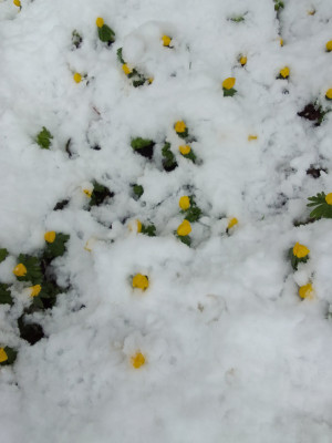 Winterlinge im Schnee