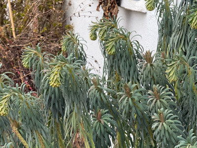 E. characias: nickende Spitzen mit Blüten, aufrechte ohne Blütenansätze