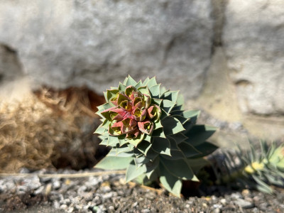 E. Rigida