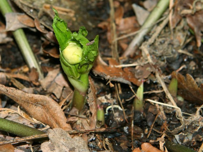 HelleborusIMG_3171jpg.jpg