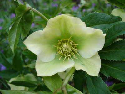 HelleborusDSC02774jpg.jpg