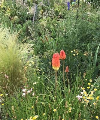 Kniphofia Blüte (2).JPG